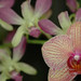 Orchids